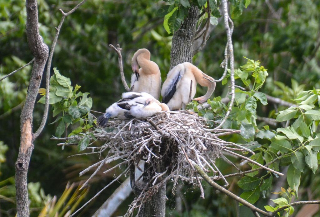 Three Young Anhingas