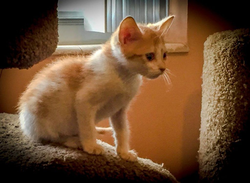 Tiger as Kitten