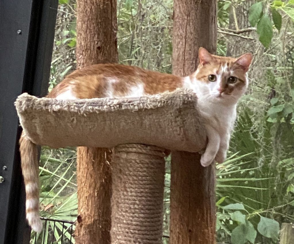 Tiger on Tree Stand