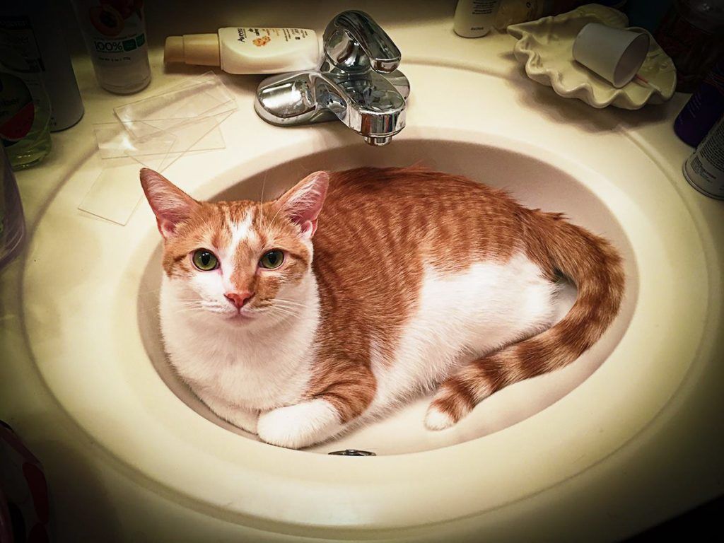 Tiger ready for a Bath