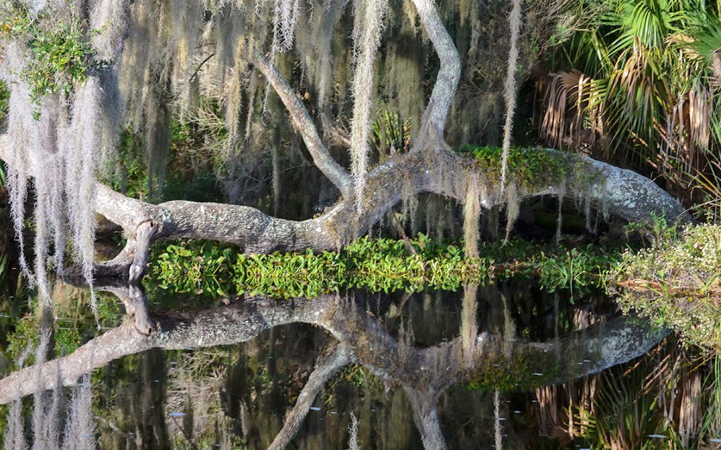 Tree reflecting on Salt Run