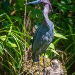 Tri Colored Heron