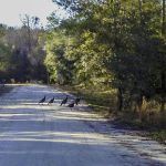 Turkey Crossing