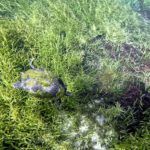 Turtle dives below the Surface