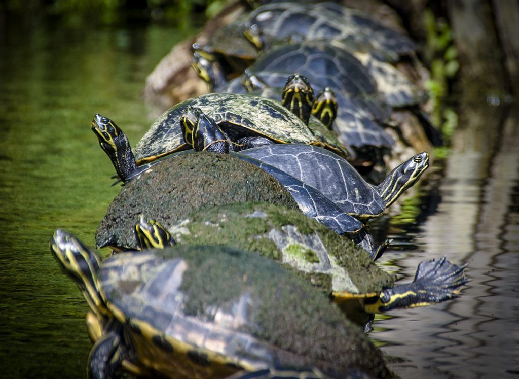 Turtles Sunning