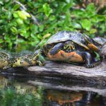 Turtles up Close