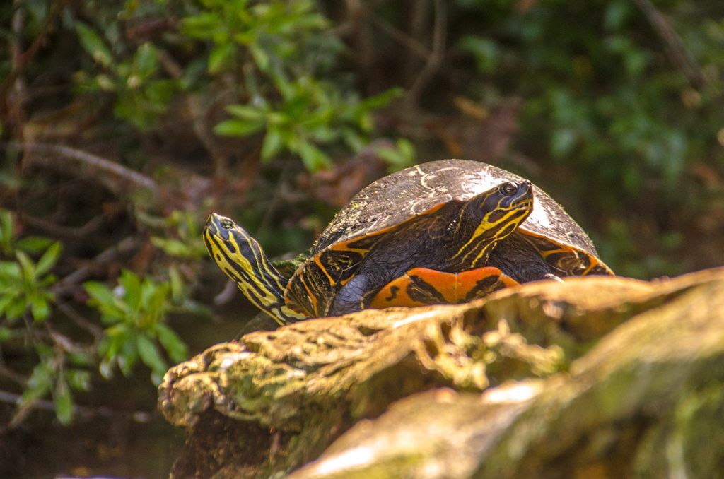 Two Heads Turtle