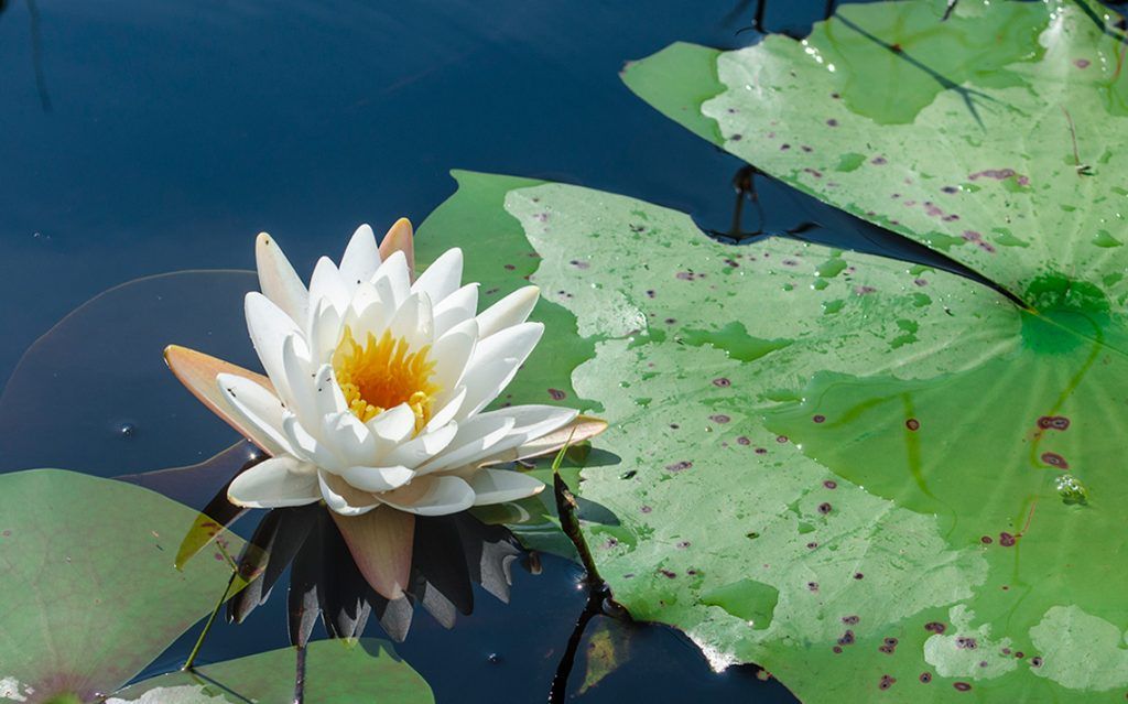 Water Lily Bloom