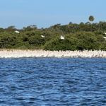 White Pelicans on North Key