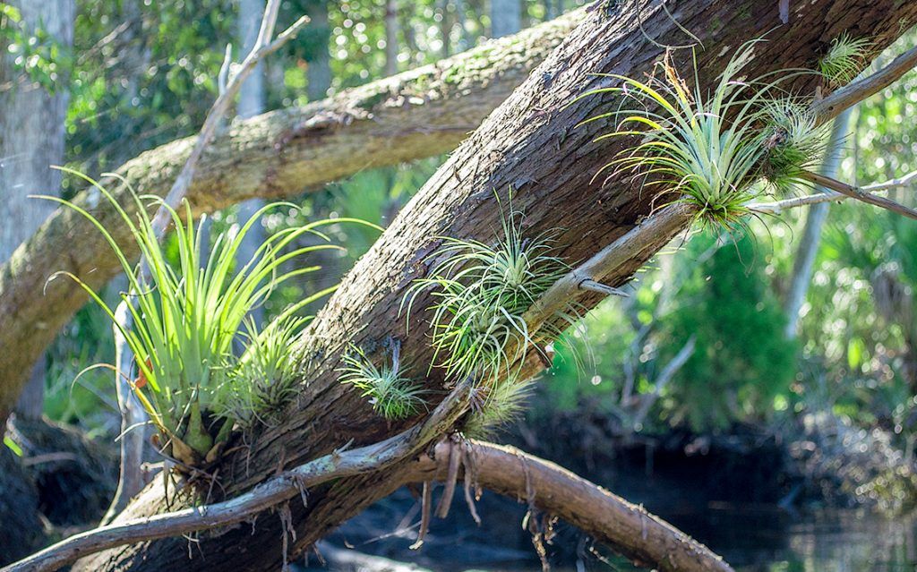 Wild Orchids