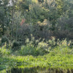 Wild Rice on the Ocklawaha River