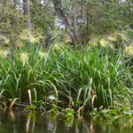 Wild Rice – Zizania aquatica