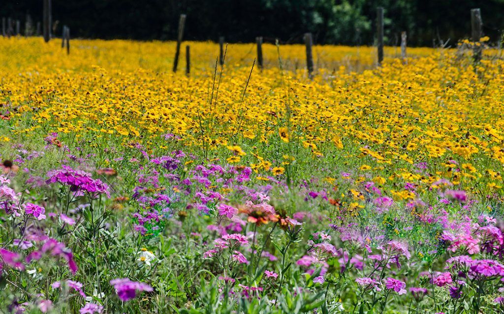 Wildflowers