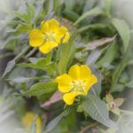 Willow Primrose - Rufino osorio