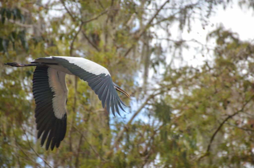 Wood Stork in Flight