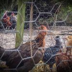 Younger chicks eye the Elders