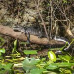 Young Ocklawaha Gator