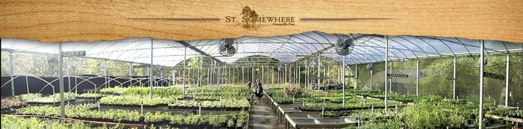 featured image - the herb garden