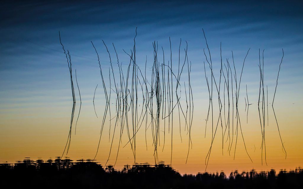 Reeds Reflection
