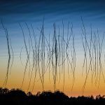 reeds_reflection