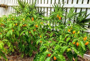 Datil Pepper Plants