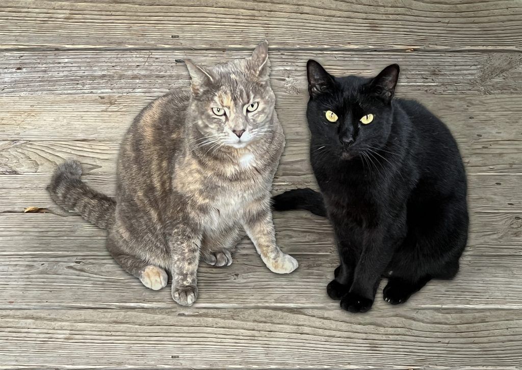 Luna and Gillis