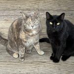 Luna and Gillis