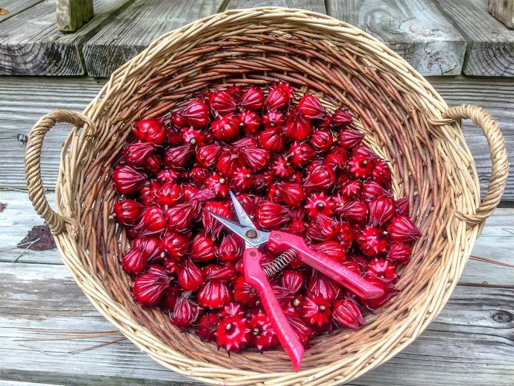 Roselle Calyces