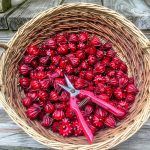 Roselle Calyces
