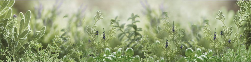 Ai Featured Image Growing Herbs in Florida