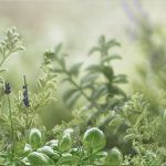 Ai Featured Image Growing Herbs in Florida