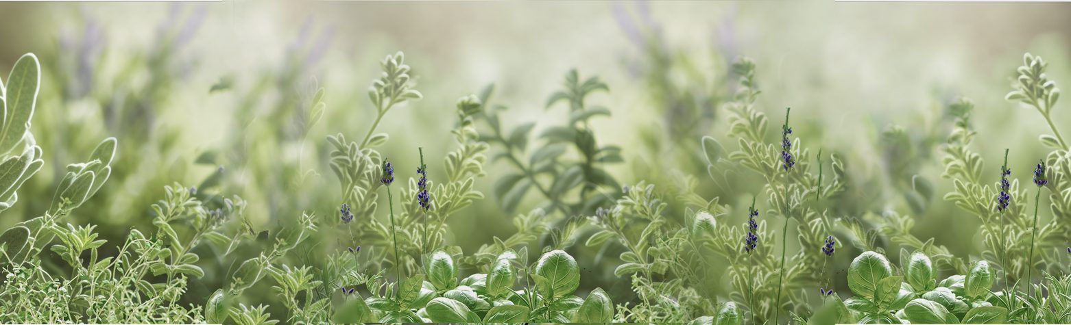 The Herb Garden