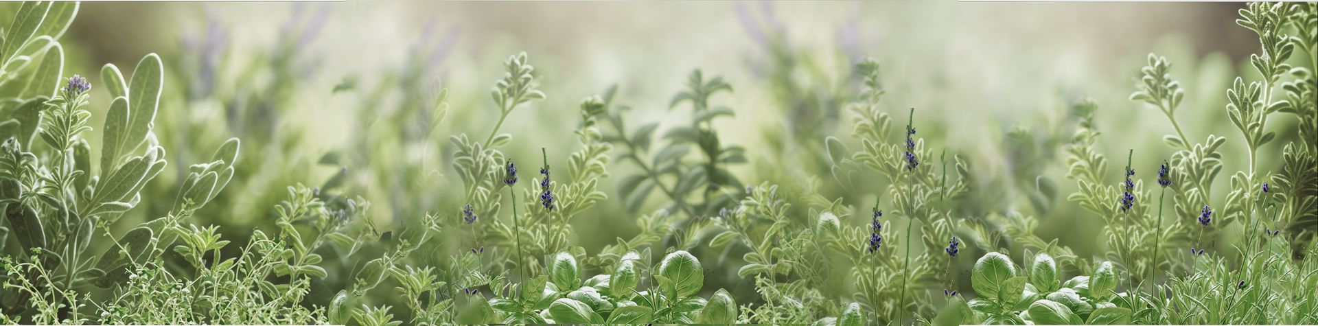 Herb Gardening FAQs