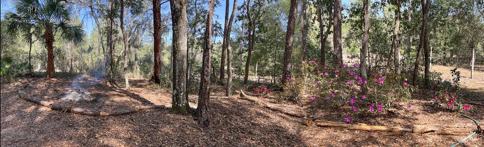 Establishing our Semi-Wooded Flowering Garden