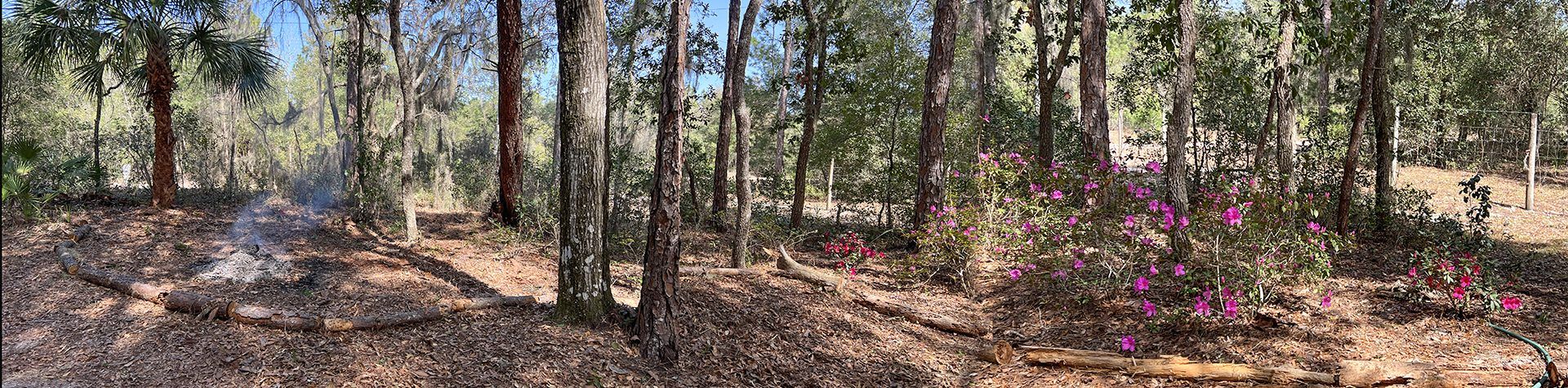Establishing our Semi-Wooded Flowering Garden