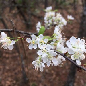 Flatwoos Plum - Prunus umbellata