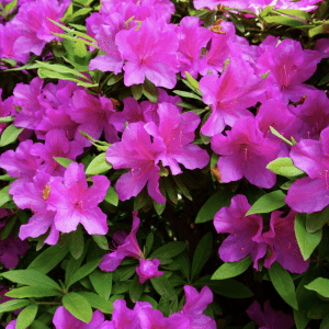 Formosa Azalea