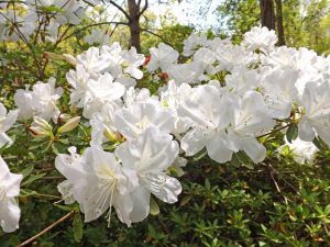 Gerbing Azalea