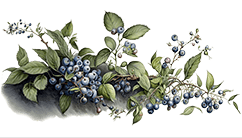 sidebar graphic - blueberries