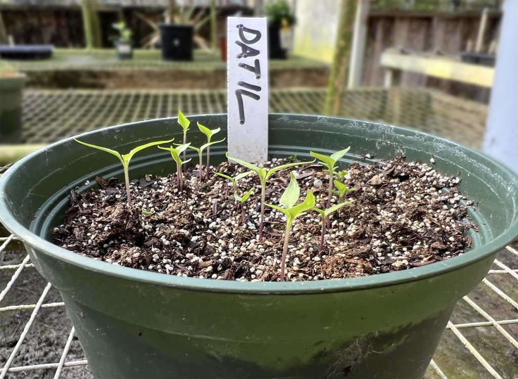 Datil Pepper Seedlings