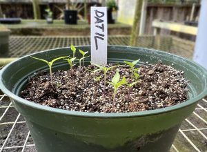 Datil Pepper Seedlings Datil Pepper Seedlings