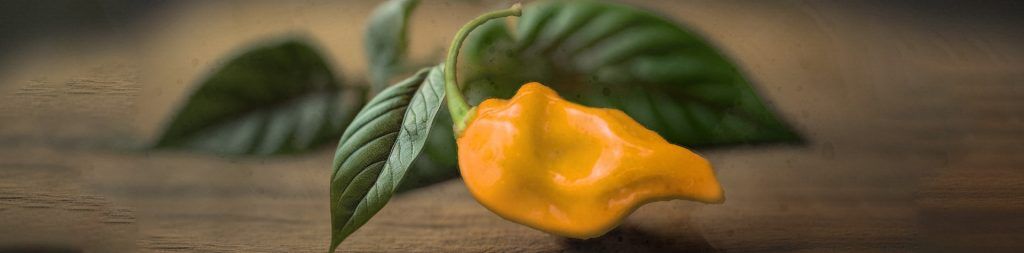 Featured Image AI - Datil Pepper