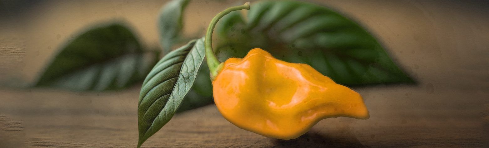 Growing & Using Datil Peppers