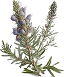 icon AI FAQ Rosemary
