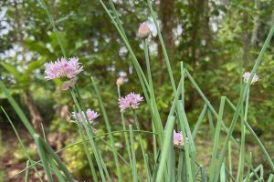 Chive Blossoms