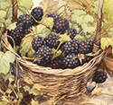 Basket of Blackberries