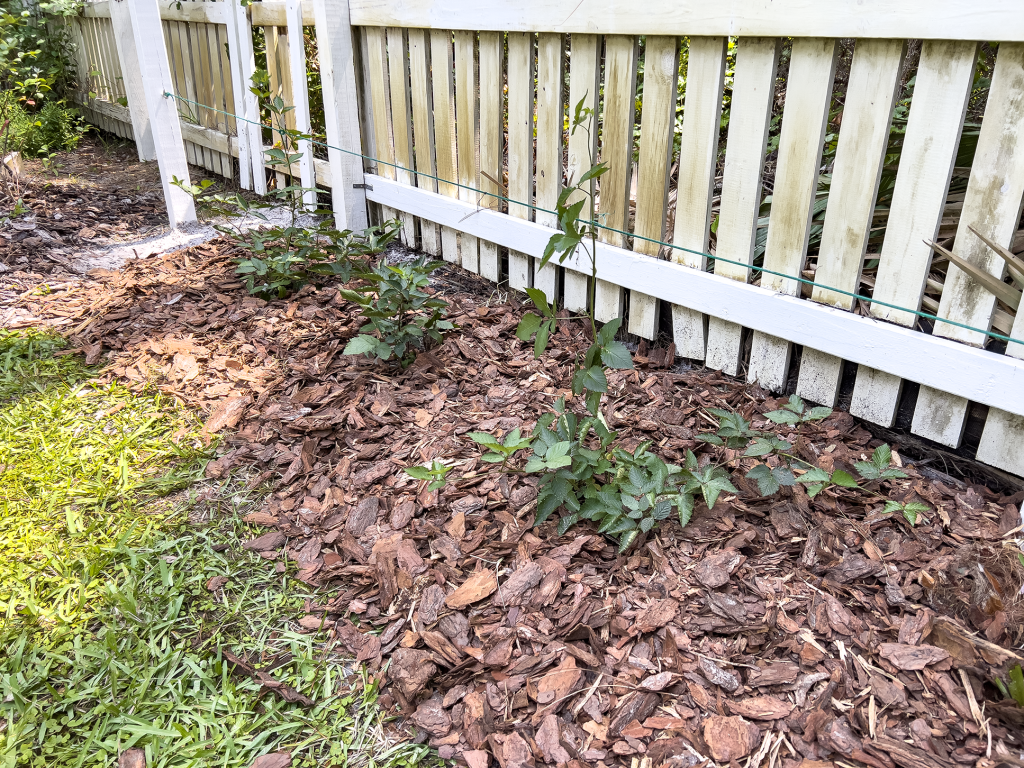 Blackberries on Trellis
