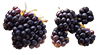 Blackberry Divider