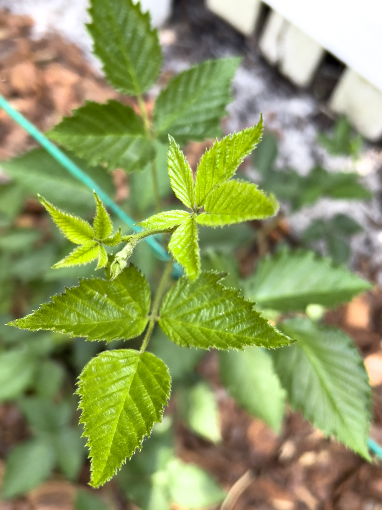 Blackberry Leaves