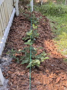 Ouchita Blackberry Row